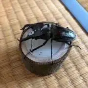 kkkの画像