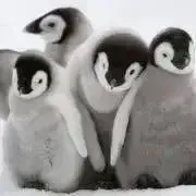 赤毛のケリーの画像