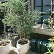 tottoの画像