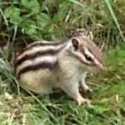 さんかくやまの画像