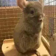 すぬ＊プロフご確認くださいの画像