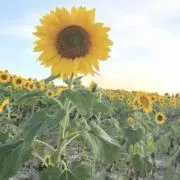 まっすーの画像