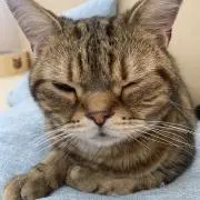 あきんこの画像