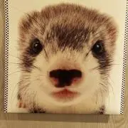 いたち好きの画像