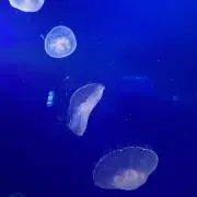 みみの画像