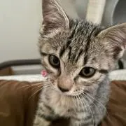 はなひかり