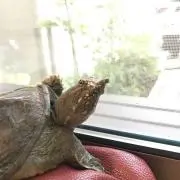 ポンポン