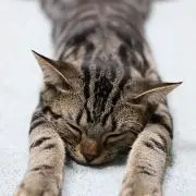 さとちゃん