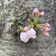 まま