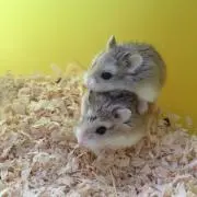 Ratiy69の画像
