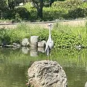 たぬきの画像