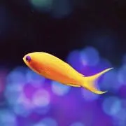 プロフ必読の画像