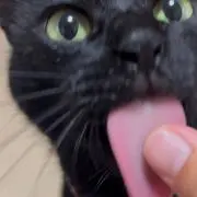 もちもちの画像