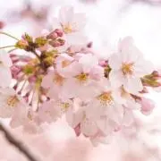 さくら