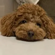 みゃみゃの画像