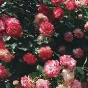 ぴの画像