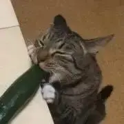 おにゃの画像