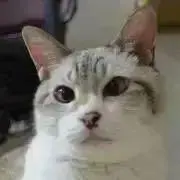 バムセ