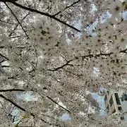 ひぃちゃんの画像