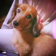 みかんの画像