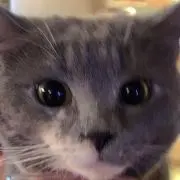 あべかわもち