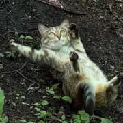 森