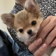 しーの画像