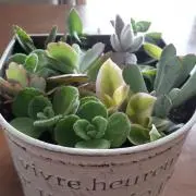 みるくの画像