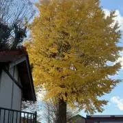 幸運の星の画像