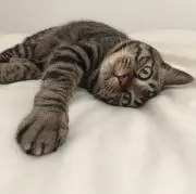 ossaの画像