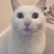 misia-cat