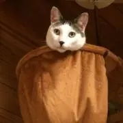 アトモの画像