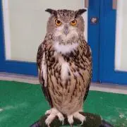 うさぴよ
