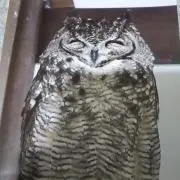 ぶーすかの画像