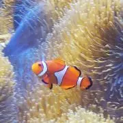 ニモユキさんの画像