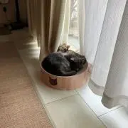 Rの画像