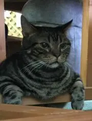 チャグム