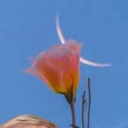 きたさん