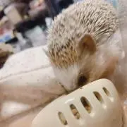 りく