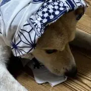 ルーの画像