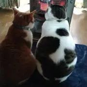 もちの画像