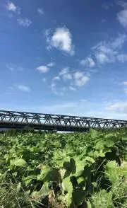 ボンバイエの画像