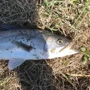 なかよしの画像