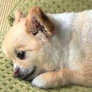 にゃあたの画像