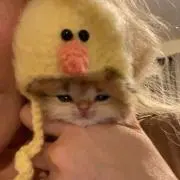 はっぴーにゃんこ(20)の画像