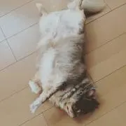 ひこーーきの画像