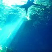 ますけん
