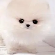 りんごの画像