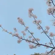 さくの画像