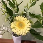 あんみつの画像